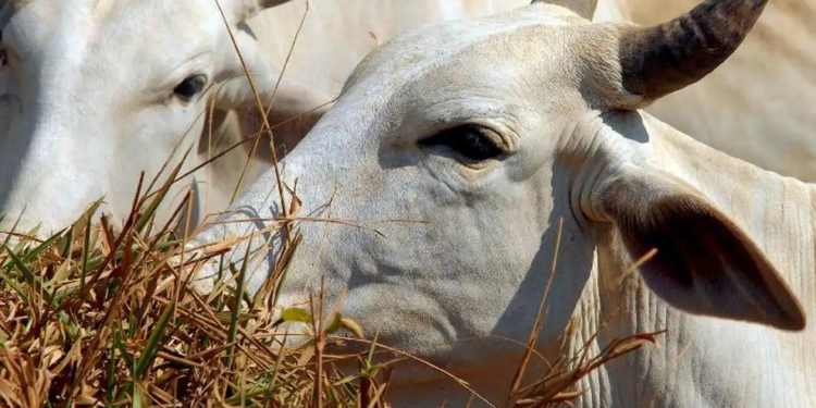 Taxas de títulos de MBRF e Minerva sobem com pressão no mercado de proteínas